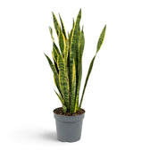 Sehr große Dracaena trifasciata 'Laurentii' im Kulturtopf mit grünen, quergebänderten Blättern und goldgelben Rändern