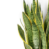 Nahaufnahme von Dracaena trifasciata 'Laurentii' mit unregelmäßiger dunkel- und hellgrüner Querzeichnung auf der Blattfläche