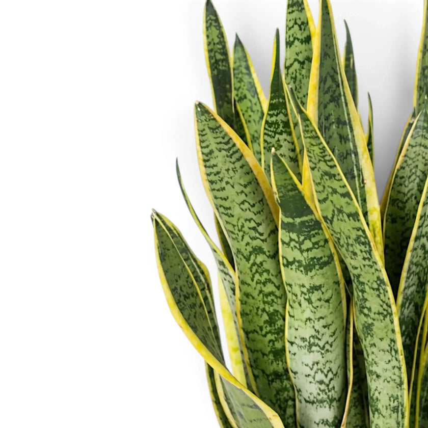Nahaufnahme von Dracaena trifasciata 'Laurentii' mit unregelmäßiger dunkel- und hellgrüner Querzeichnung auf der Blattfläche