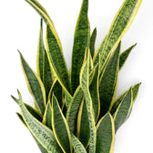 Nahaufnahme von Dracaena trifasciata 'Laurentii' mit langen grünen Blättern und gelben Rändern