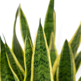 Detailaufnahme eines Blatts von Dracaena trifasciata 'Laurentii' mit grüner Querbänderung und gelben Rändern