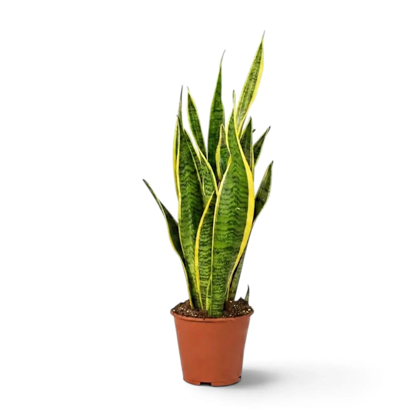 Große Dracaena trifasciata 'Laurentii' mit aufrechten schwertförmigen grünen Blättern und gelben Rändern