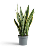 Große Dracaena trifasciata 'Laurentii' mit langen, gelb gerandeten Blättern und unregelmäßiger grüner Querzeichnung