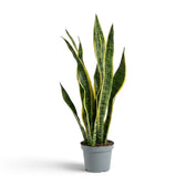 Große Dracaena trifasciata 'Laurentii' im Kulturtopf mit grünen, quergebänderten Blättern und goldgelben Rändern