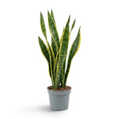 Gesamtansicht einer großen Dracaena trifasciata 'Laurentii', deren grün-gelbe Blätter einen aufrechten Fächer bilden