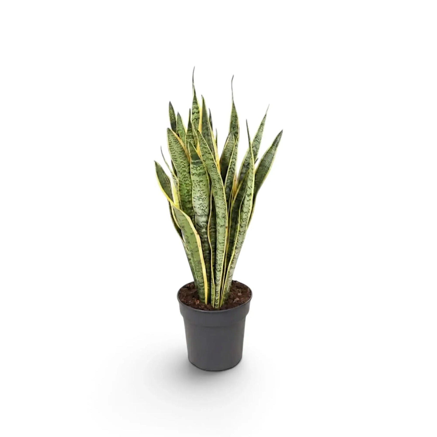 Mittelgroße Dracaena trifasciata 'Laurentii' mit aufrechten schwertförmigen grünen Blättern und gelben Rändern