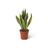 Mittelgroße Dracaena trifasciata 'Laurentii' mit langen, gelb gerandeten Blättern und unregelmäßiger grüner Querzeichnung