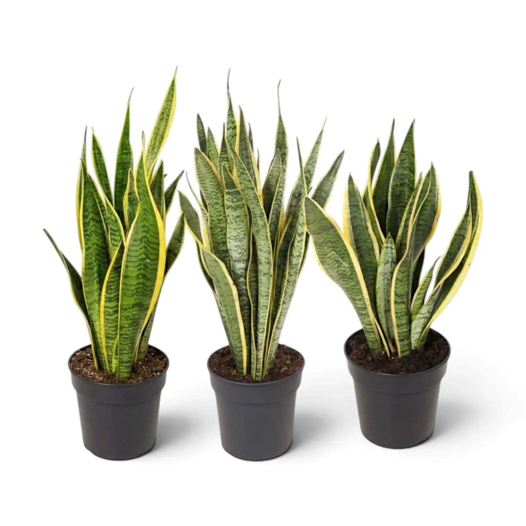 Mittelgroße Dracaena trifasciata 'Laurentii' im Kulturtopf mit grünen, quergebänderten Blättern und goldgelben Rändern
