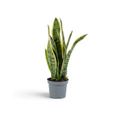Kleine Dracaena trifasciata 'Laurentii' mit aufrechten schwertförmigen grünen Blättern und gelben Rändern