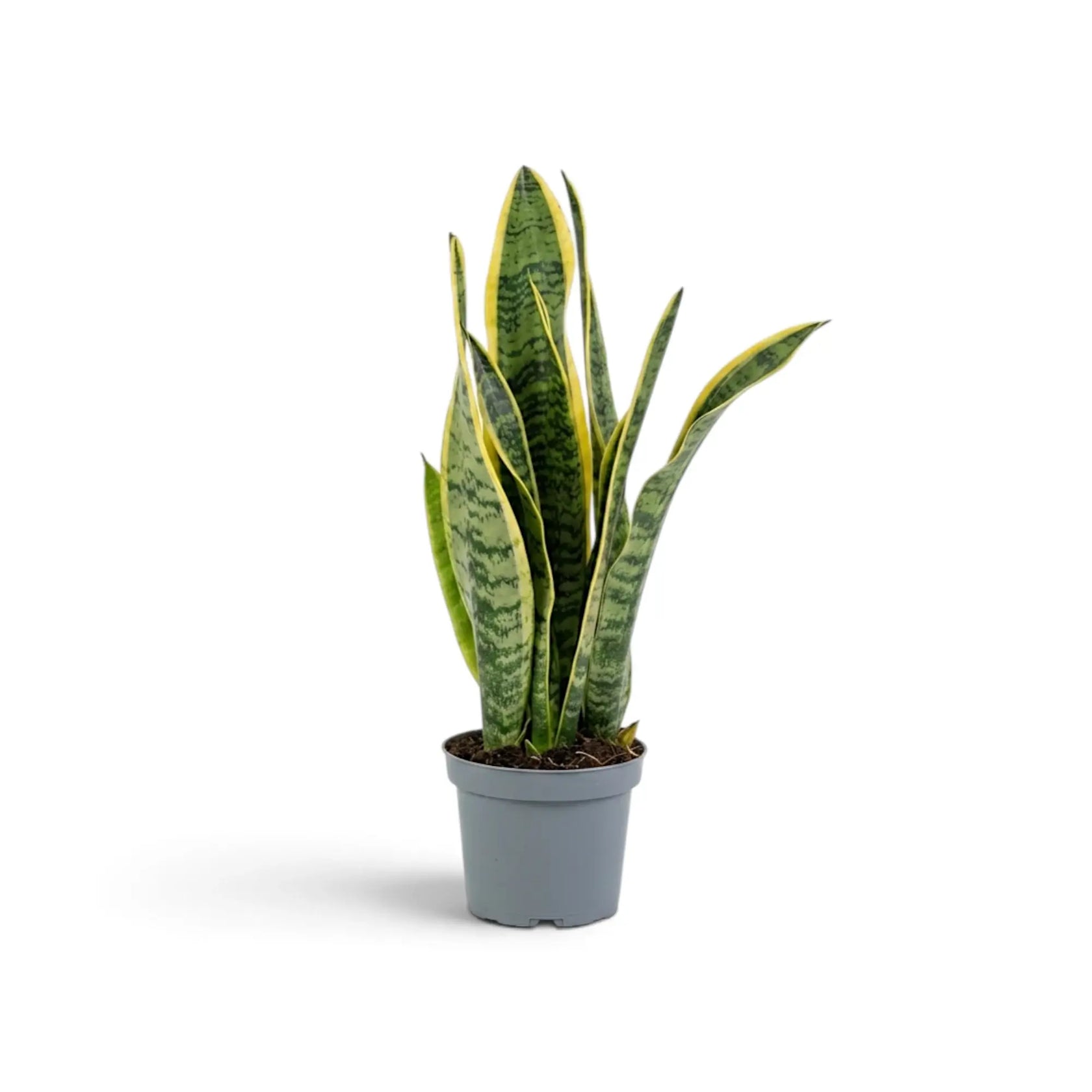 Kleine Dracaena trifasciata 'Laurentii' mit aufrechten schwertförmigen grünen Blättern und gelben Rändern