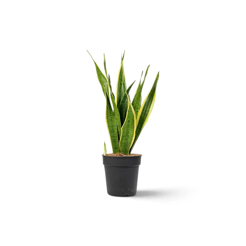 Kleine Dracaena trifasciata 'Laurentii' im Kulturtopf mit grünen, quergebänderten Blättern und goldgelben Rändern