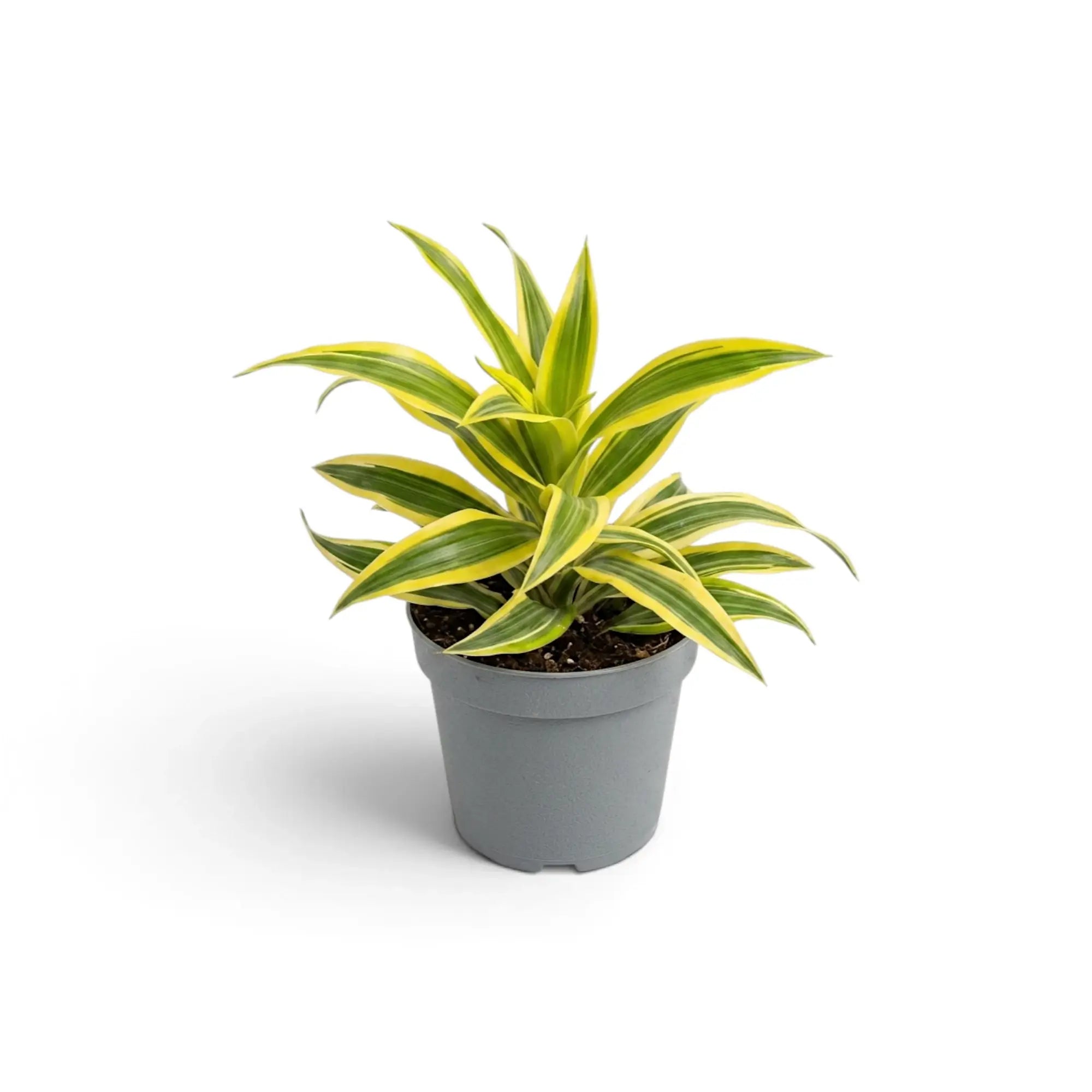 Dracaena ‘Lemon Surprise’ als Jungpflanze mit leuchtend gelbgrüner Panaschierung