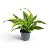 Dracaena ‘Lemon Surprise’ im Topf mit übereinander angeordneten grünen und limettenfarbenen Blättern