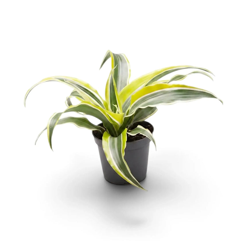 Dracaena ‘Lemon Surprise’ als Jungpflanze mit geschwungenen, cremefarben gerandeten Blättern
