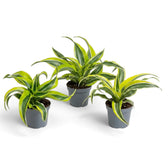 Drei Jungpflanzen von Dracaena ‘Lemon Surprise’ in grauen Kulturtöpfen