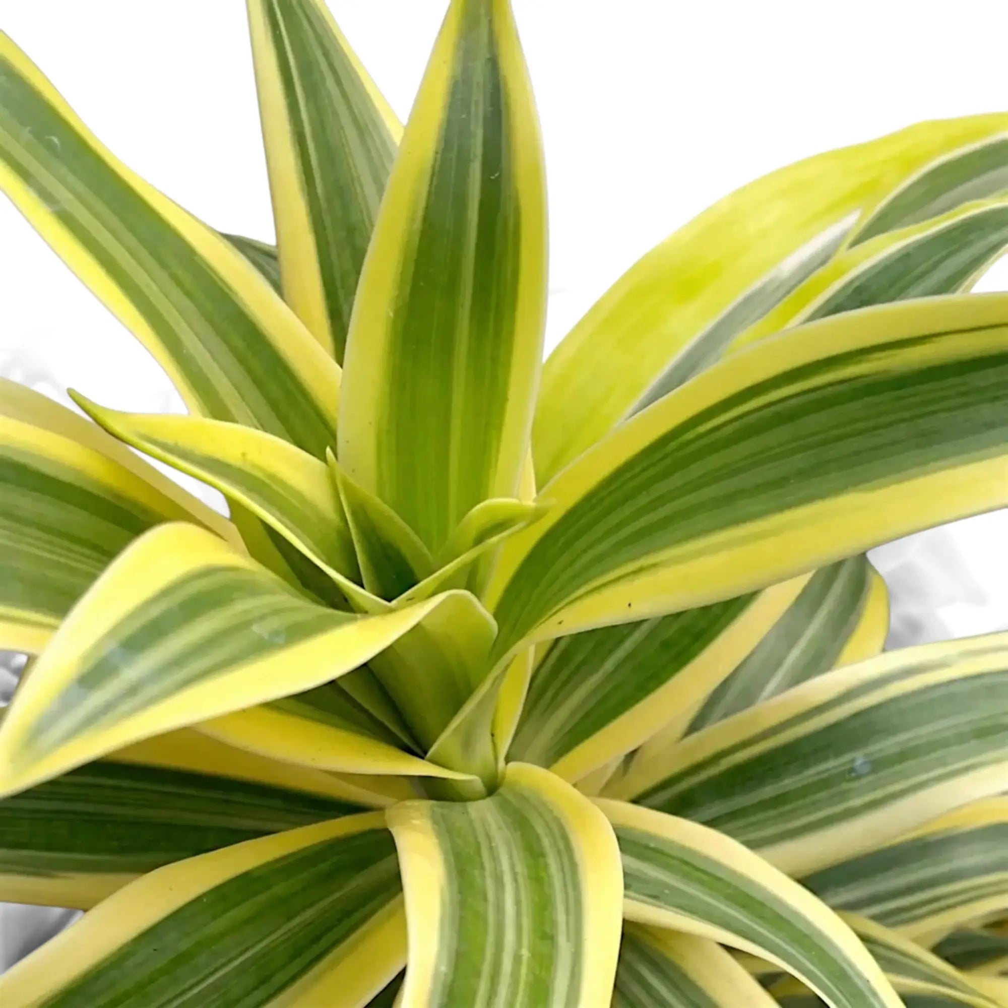 Nahaufnahme der Blätter von Dracaena ‘Lemon Surprise’ mit gelben, limettenfarbenen und grünen Streifen