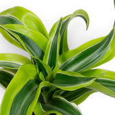 Nahaufnahme einer grün-limettenfarbenen Rosette von Dracaena ‘Lemon Surprise’