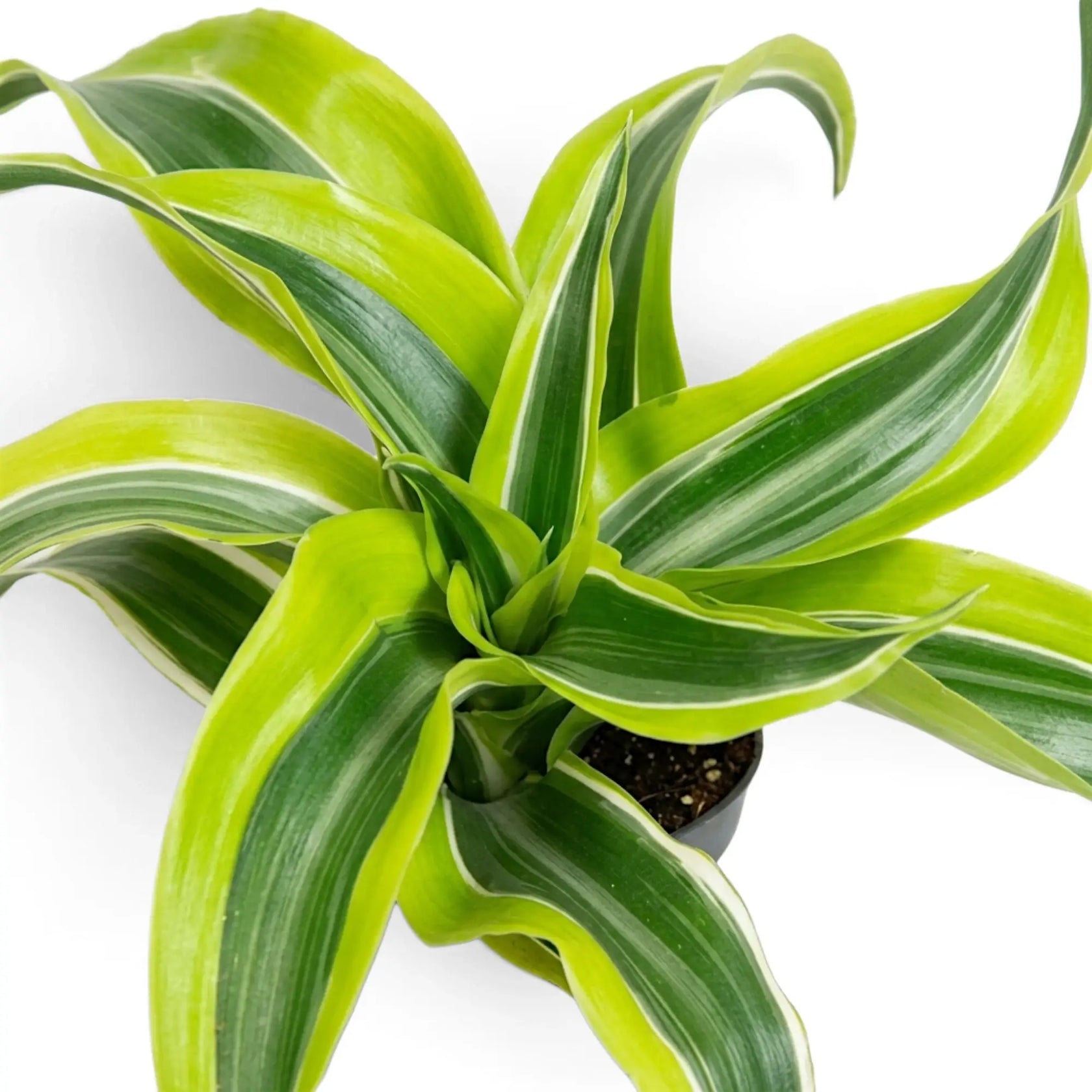 Draufsicht auf Dracaena ‘Lemon Surprise’ mit eingerollten panaschierten Blättern