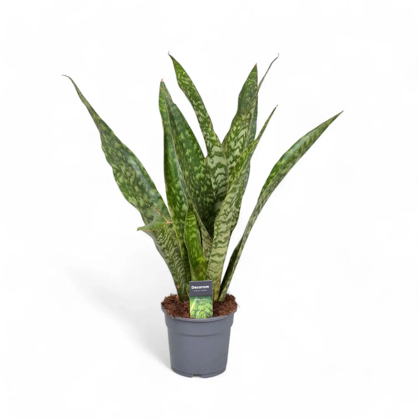 Dracaena (Sansevieria) masoniana 'Dragon' Zimmerpflanze im Anzuchttopf vor weißem Hintergrund, Produktfoto 2.