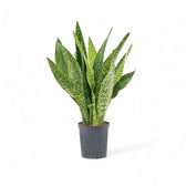 Dracaena (Sansevieria) masoniana 'Dragon' Zimmerpflanze im Anzuchttopf vor weißem Hintergrund, Produktfoto 4.