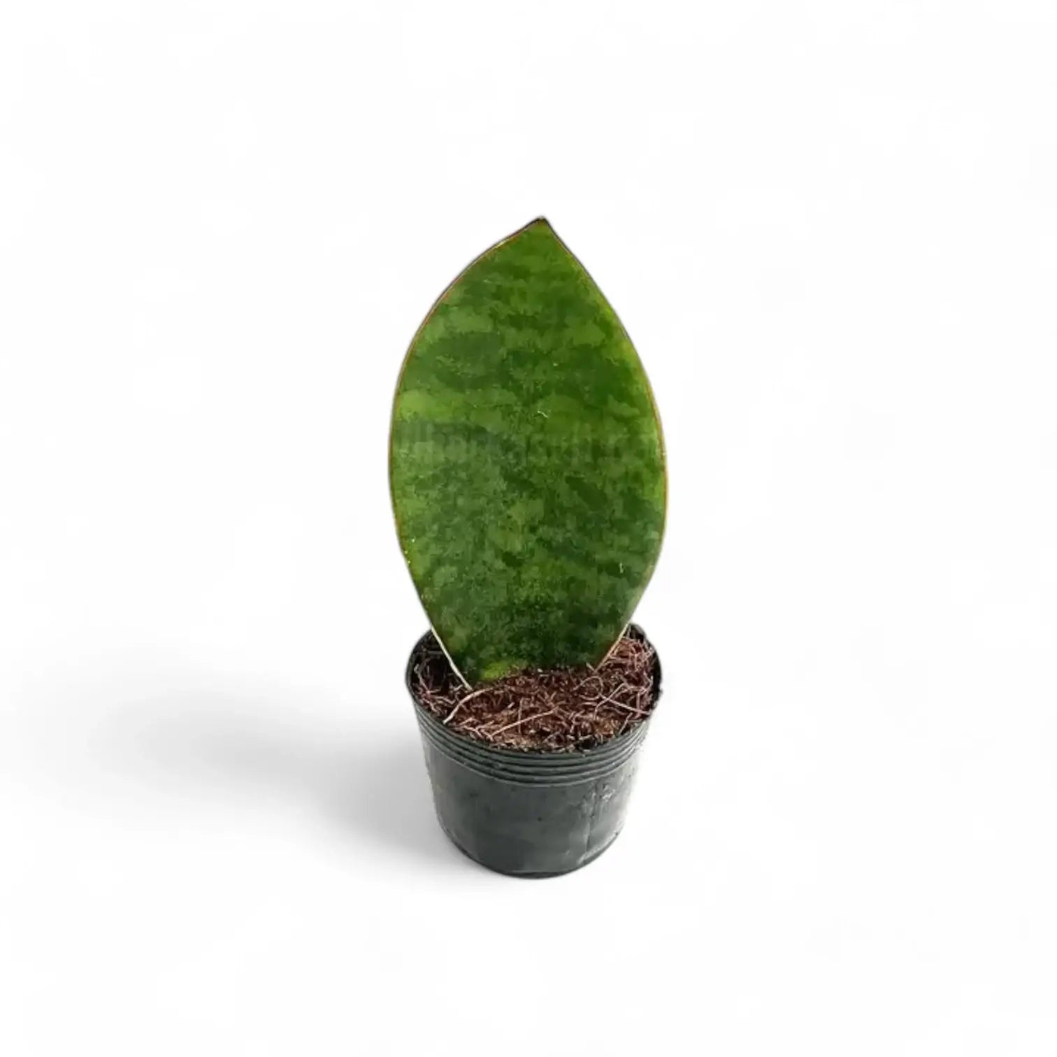 Dracaena (Sansevieria) masoniana 'Victoria' potted plant in nursery pot on white background.