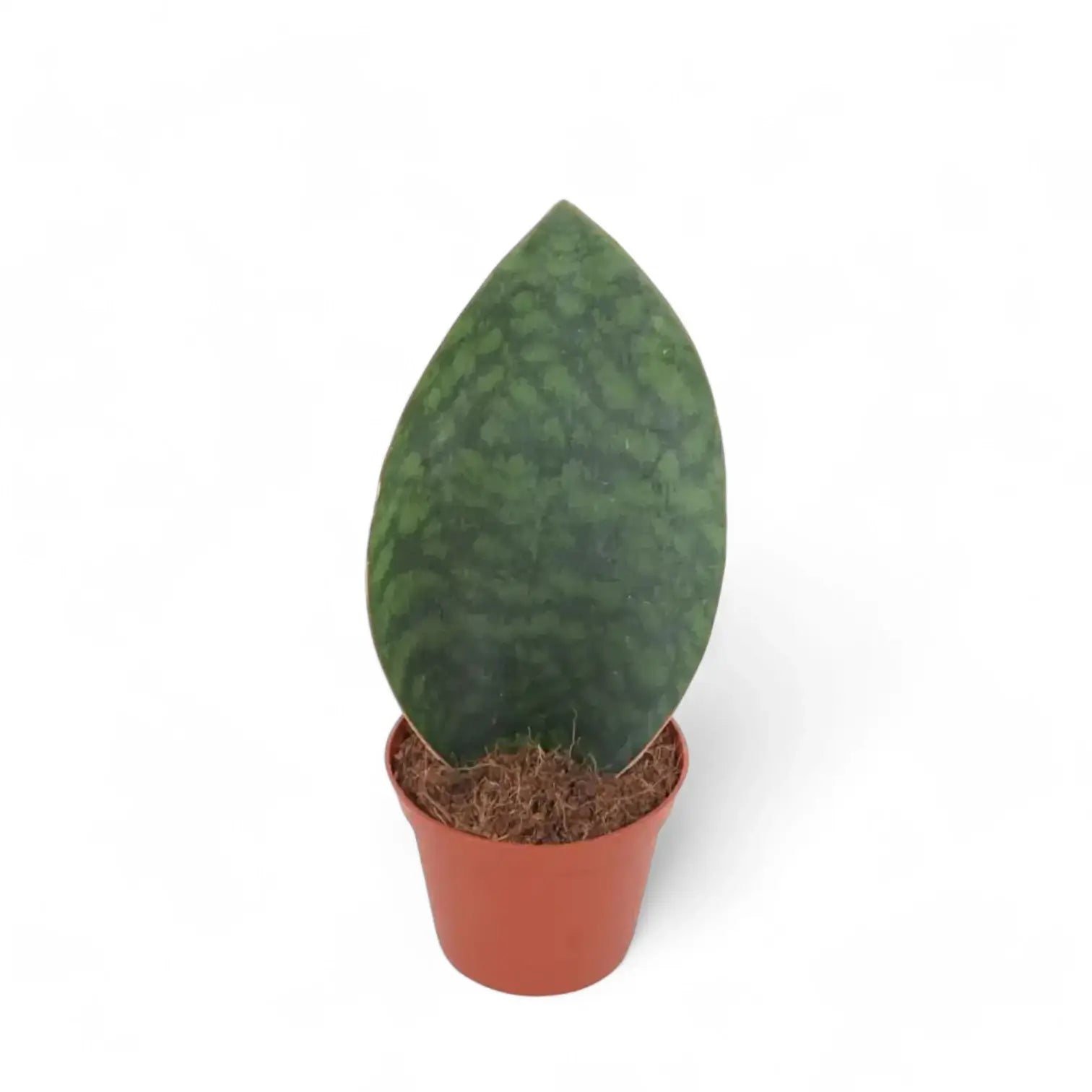 Dracaena (Sansevieria) masoniana 'Victoria' potted plant in nursery pot on white background.