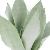 Close-up of Dracaena trifasciata ‘Moonshine’ upright pale silvery-green leaves