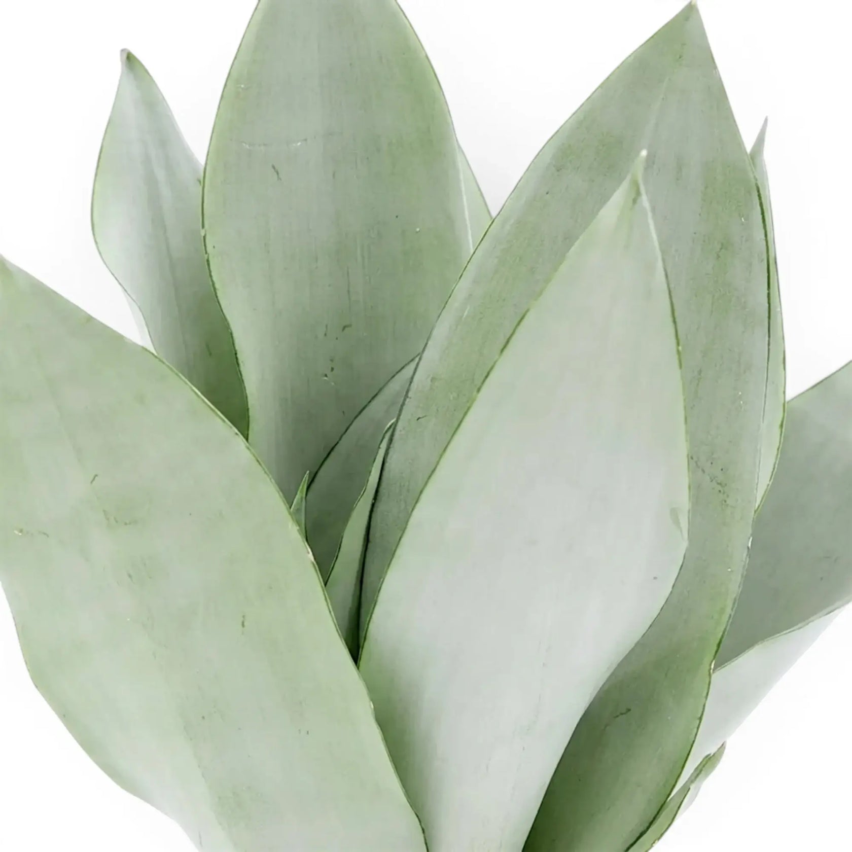 Close-up of Dracaena trifasciata ‘Moonshine’ upright pale silvery-green leaves
