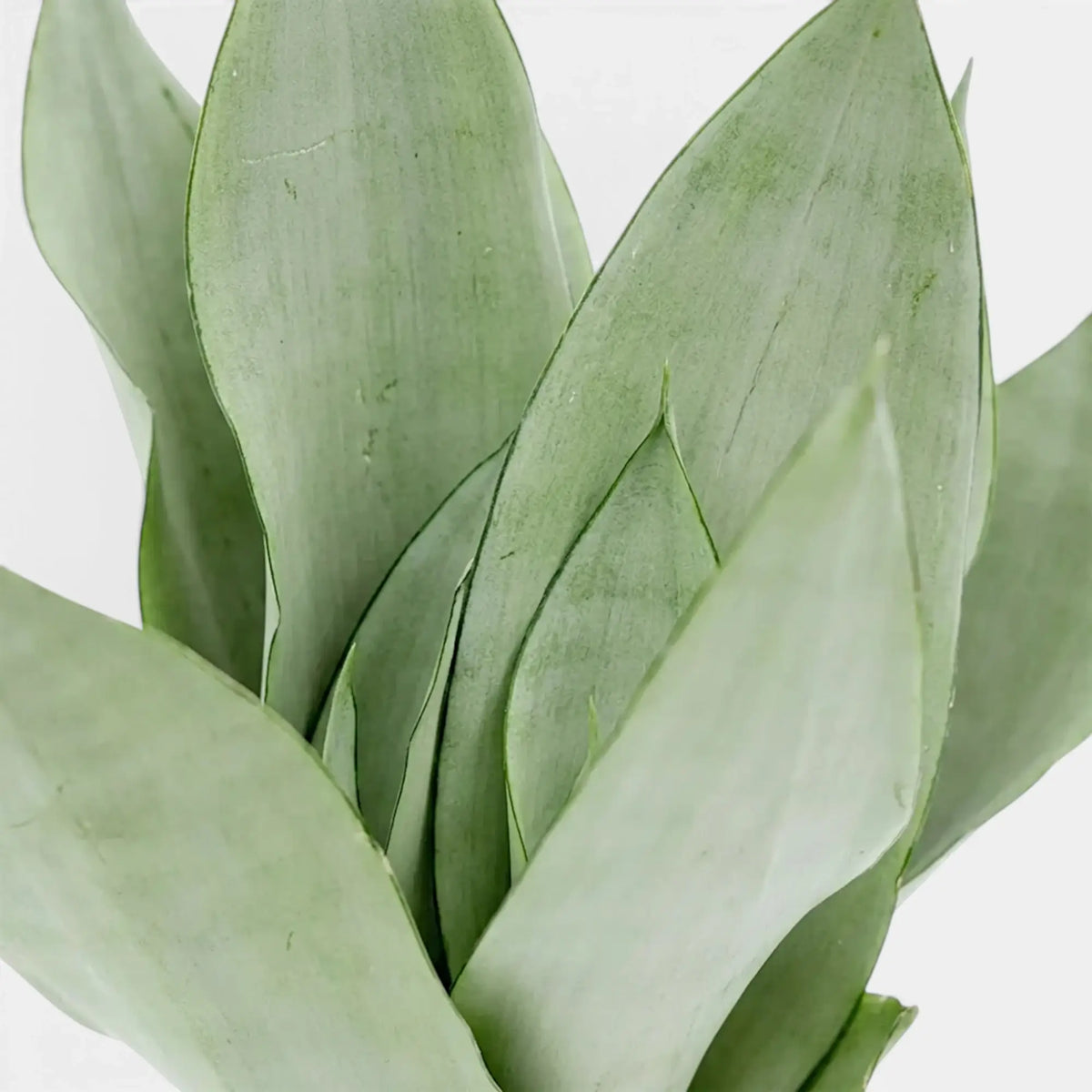 Close-up of Dracaena trifasciata ‘Moonshine’ upright pale silvery-green leaves