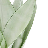 Close-up of Dracaena trifasciata ‘Moonshine’ upright pale silvery-green leaves