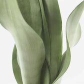 Close-up of Dracaena trifasciata ‘Moonshine’ upright pale silvery-green leaves