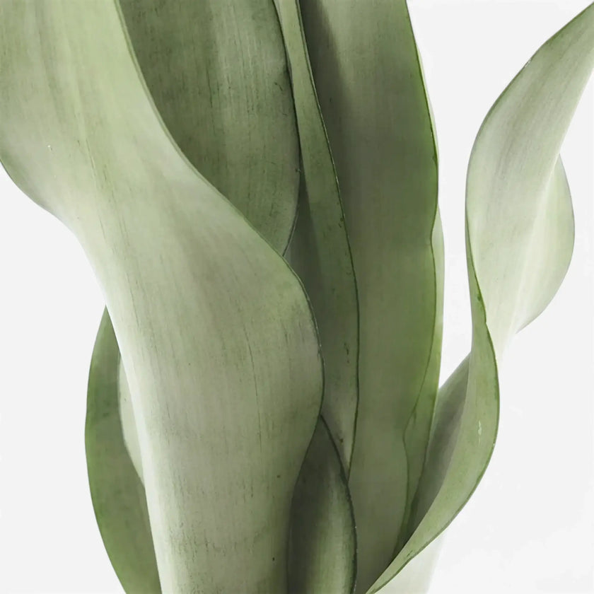Close-up of Dracaena trifasciata ‘Moonshine’ upright pale silvery-green leaves