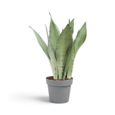 Large Dracaena trifasciata ‘Moonshine’ in a nursery pot, showing upright pale silvery-green leaves
