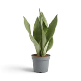 Large Dracaena trifasciata ‘Moonshine’ in a nursery pot, showing upright pale silvery-green leaves