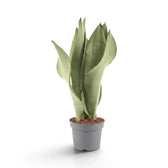 Large Dracaena trifasciata ‘Moonshine’ in a nursery pot, showing upright pale silvery-green leaves