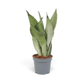 Large Dracaena trifasciata ‘Moonshine’ in a nursery pot, showing upright pale silvery-green leaves
