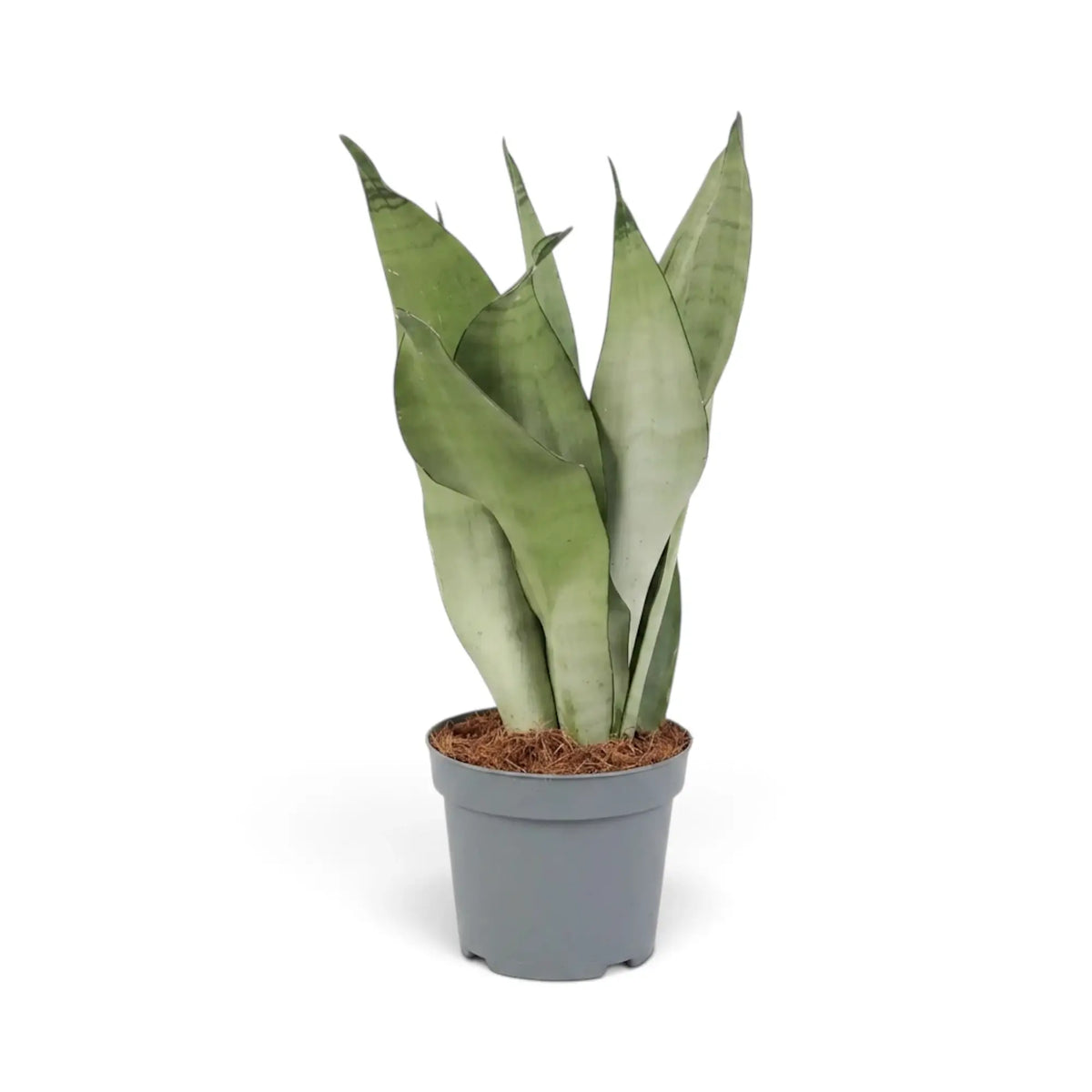 Large Dracaena trifasciata ‘Moonshine’ in a nursery pot, showing upright pale silvery-green leaves