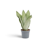 Medium Dracaena trifasciata ‘Moonshine’ in a nursery pot, showing upright pale silvery-green leaves