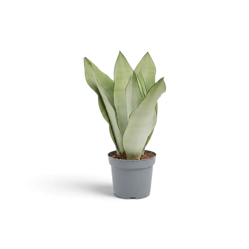 Medium Dracaena trifasciata ‘Moonshine’ in a nursery pot, showing upright pale silvery-green leaves
