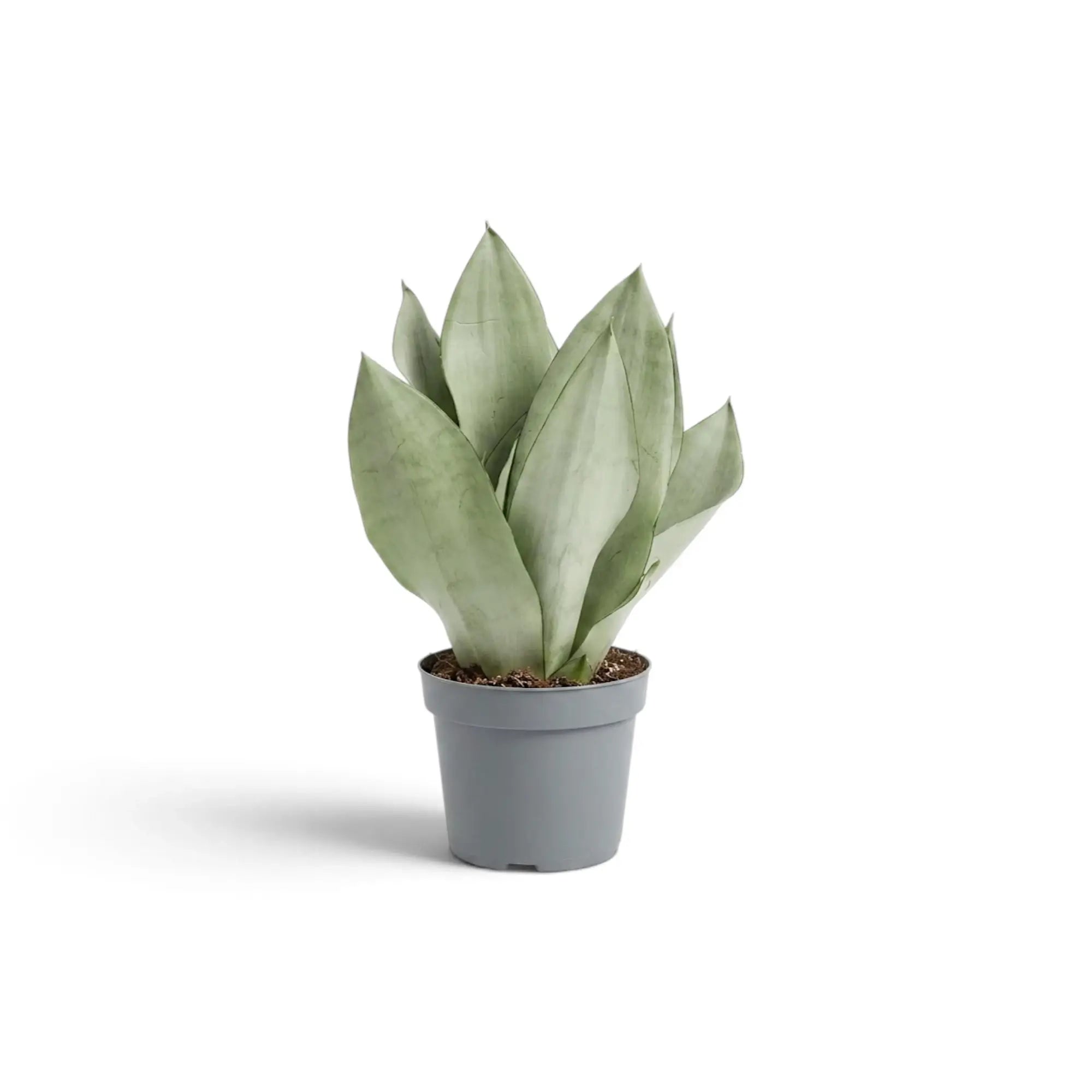Medium Dracaena trifasciata ‘Moonshine’ in a nursery pot, showing upright pale silvery-green leaves