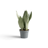 Medium Dracaena trifasciata ‘Moonshine’ in a nursery pot, showing upright pale silvery-green leaves