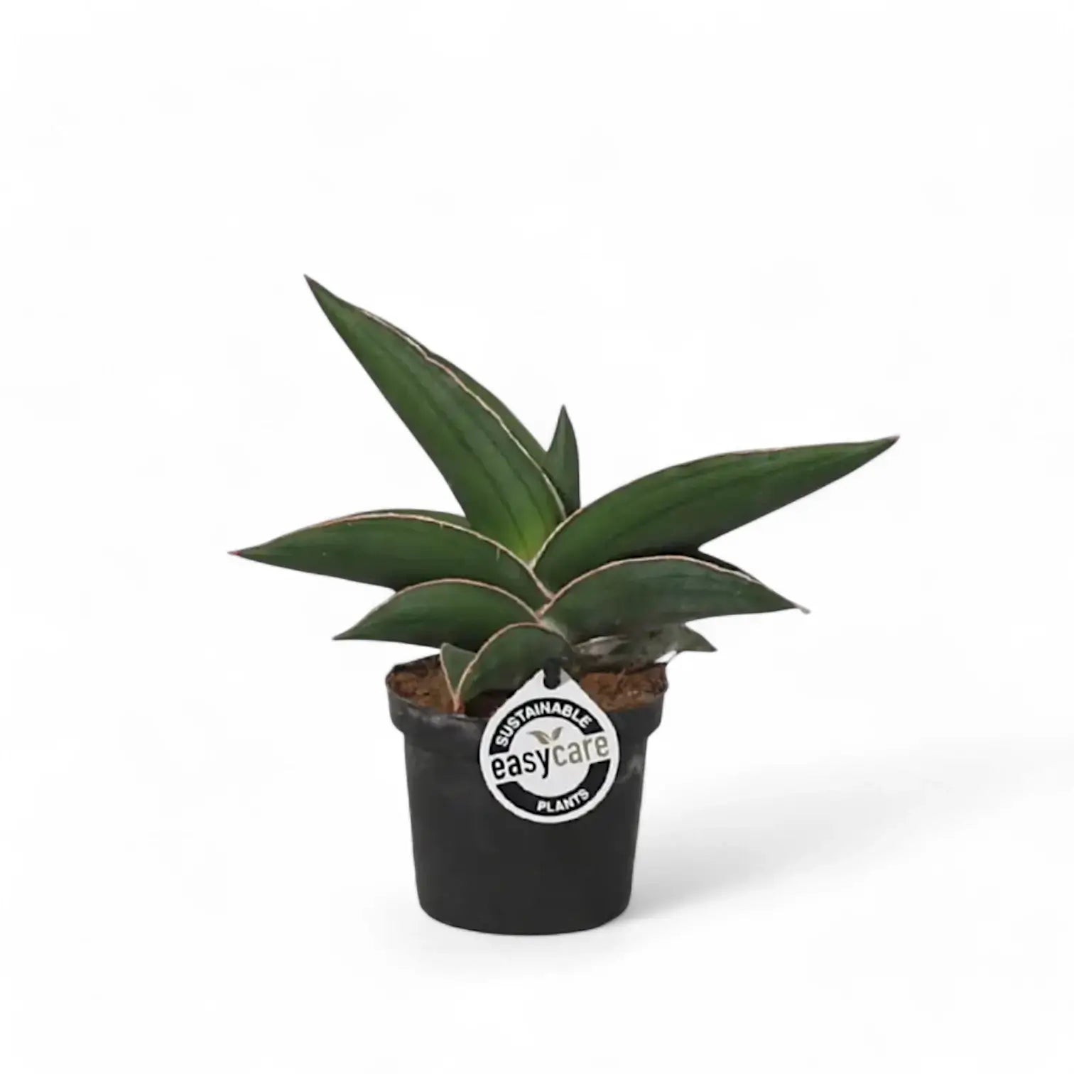 Dracaena (Sansevieria) perrotii 'Samurai' Zimmerpflanze im Anzuchttopf vor weißem Hintergrund, Produktfoto 4.