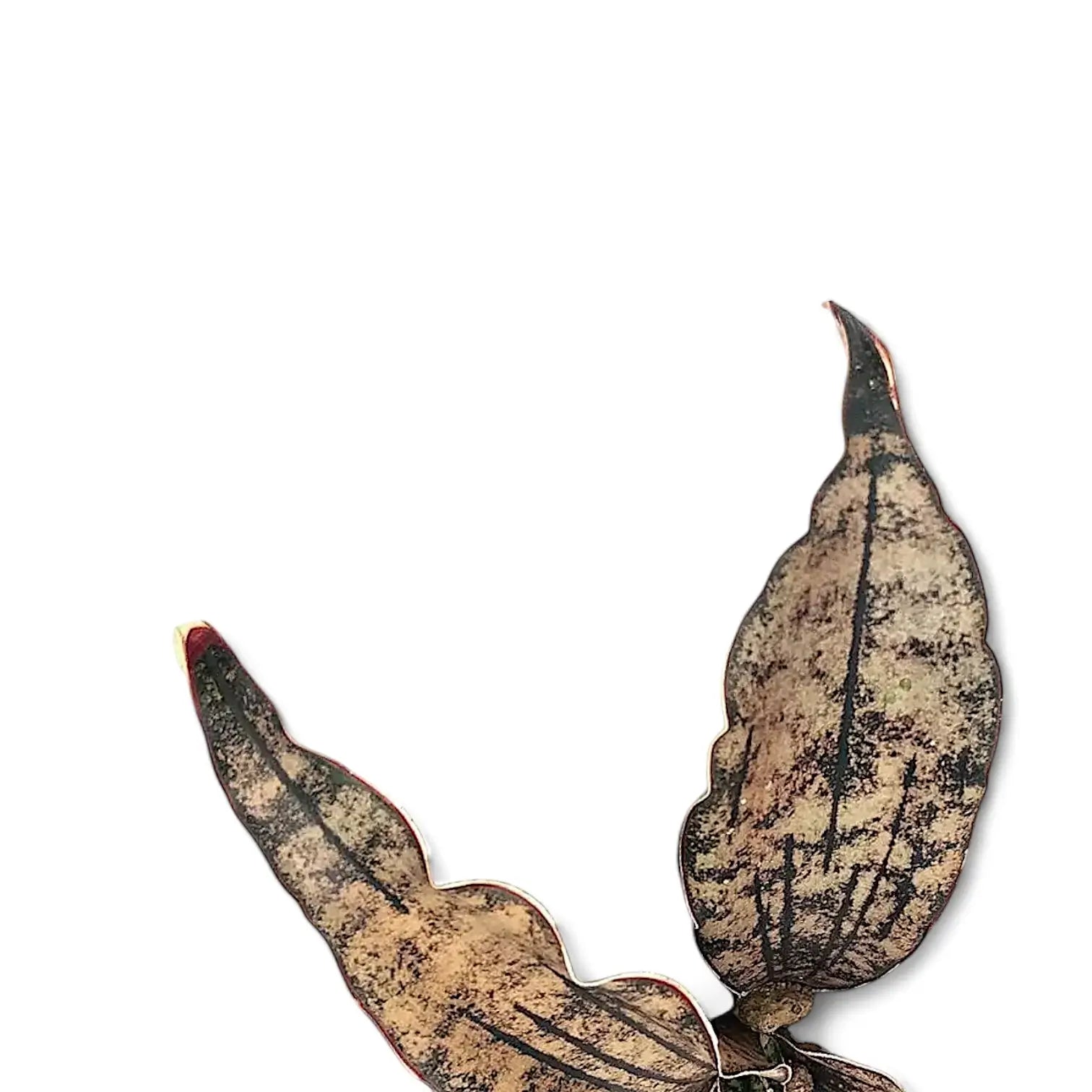 Dracaena pethera (Sansevieria) var. pulchra 'Coppertone' – Blattdetail vor weißem Hintergrund..