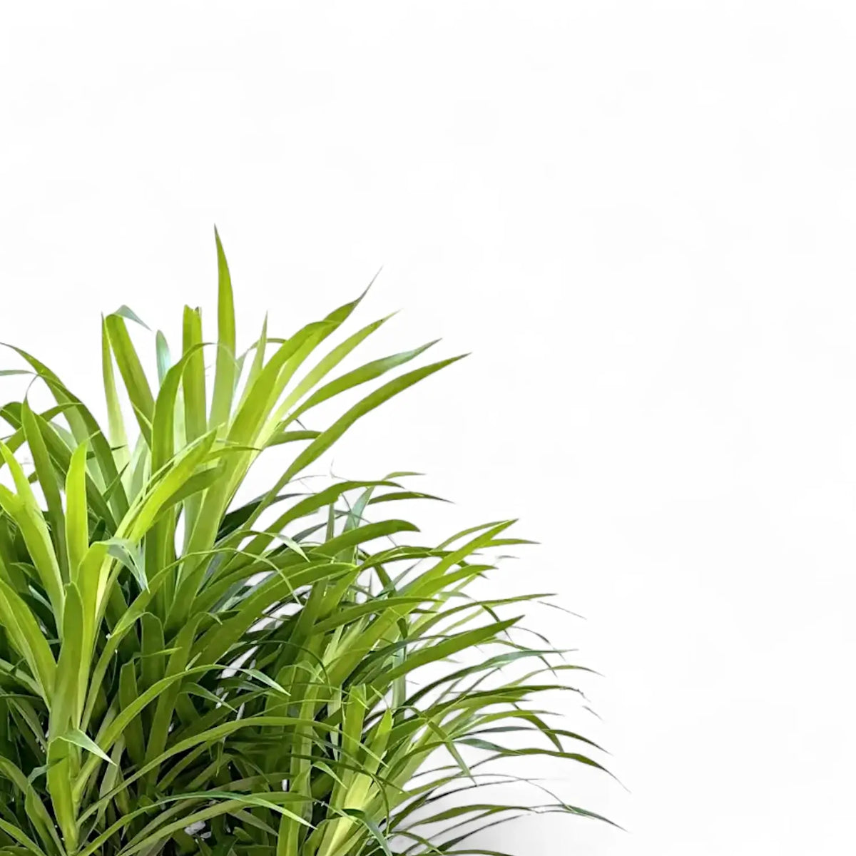 Dracaena reflexa 'Anita' – Fine-Leaved Pleomele for Indoors