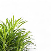 Dracaena reflexa 'Anita' – Blattdetail vor weißem Hintergrund..