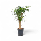 Dracaena reflexa 'Anita' Zimmerpflanze im Anzuchttopf vor weißem Hintergrund, Produktfoto 2.
