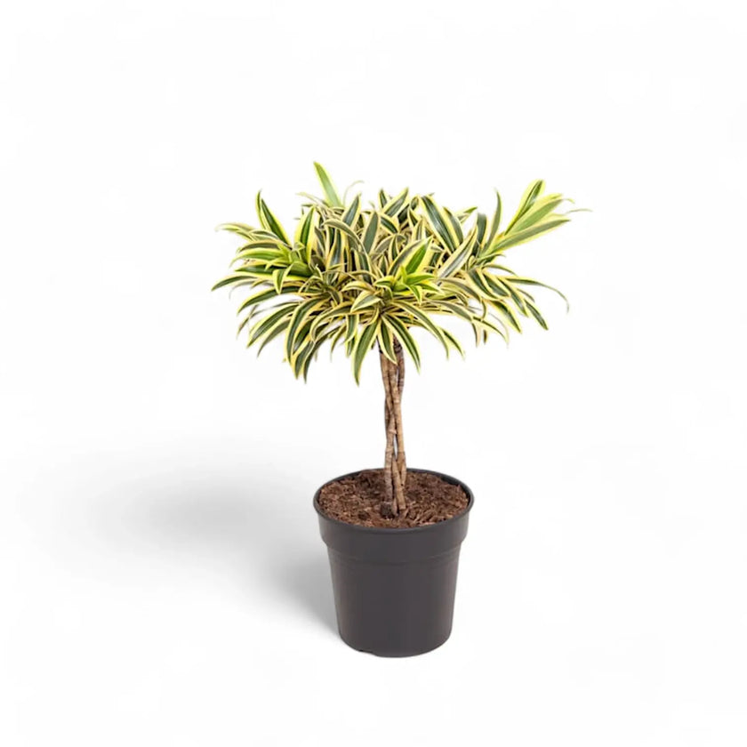 Dracaena reflexa 'Song Of India' potted plant in nursery pot on white background.
