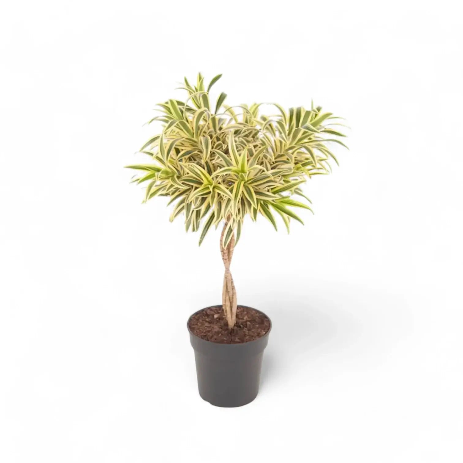 Dracaena reflexa 'Song Of India' – Topfpflanze im Kulturtopf vor weißem Hintergrund, Produktfoto 3.
