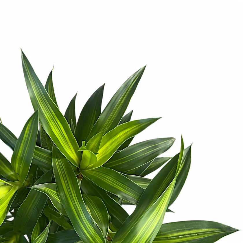 Dracaena reflexa 'Song of Jamaica' leaf close-up on white background.
