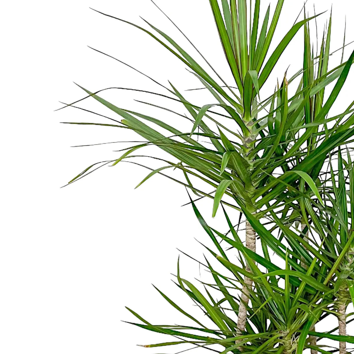 Dracaena reflexa var. angustifolia – Foliage Factory
